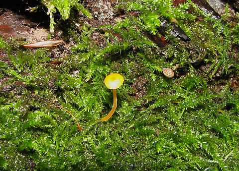Orange Moss Agaric - Rickenella fibula Meerdaalbos.  Belgium,Geotagged,Orange Moss Agaric,Rickenella fibula,Summer