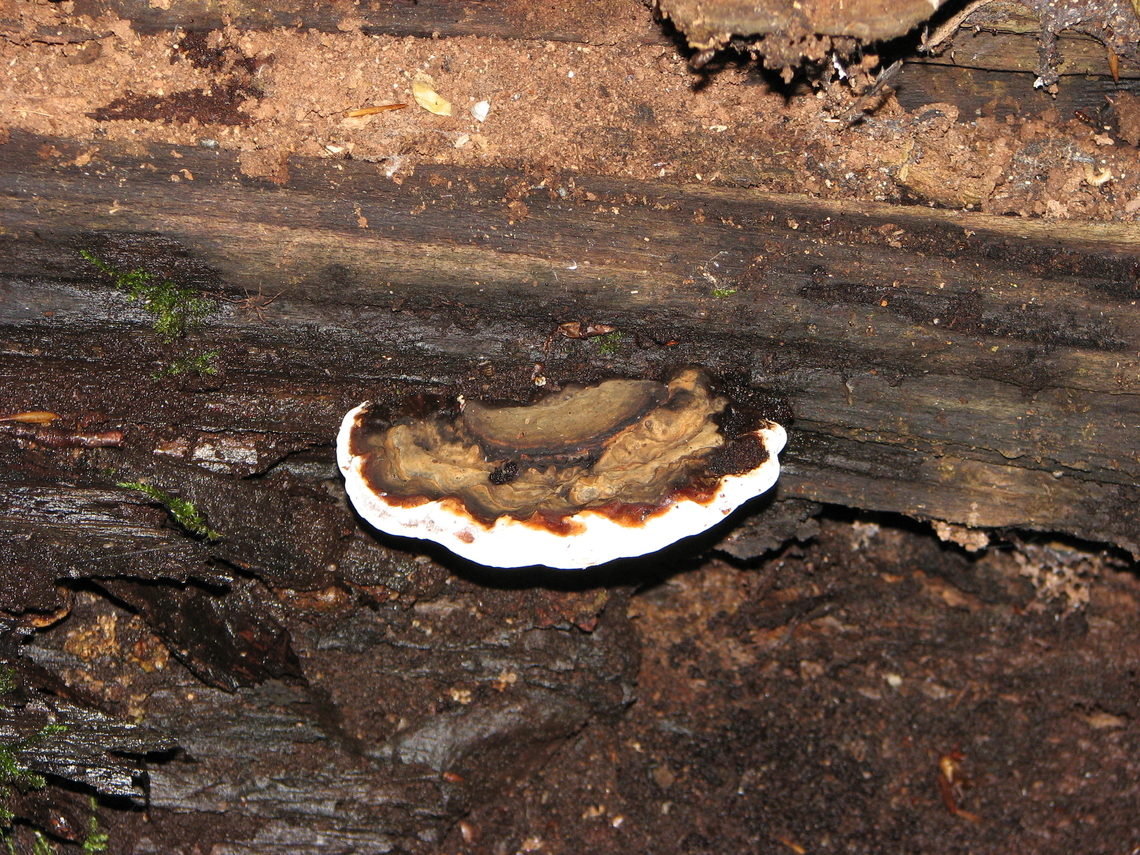 Ganoderma adspersum Meerdaalbos. Belgium,Ganoderma adspersum,Geotagged,Summer