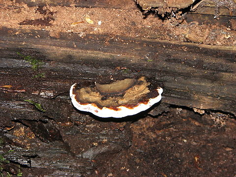 Ganoderma adspersum Meerdaalbos. Belgium,Ganoderma adspersum,Geotagged,Summer