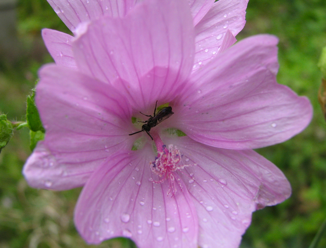 Scissor Bee - Chelostoma rapunculi KUL, small botanical garden.<br />
<a href="https://waarnemingen.be/species/24463/photos/" rel="nofollow">https://waarnemingen.be/species/24463/photos/</a>? Belgium,Chelostoma rapunculi,Geotagged,Summer