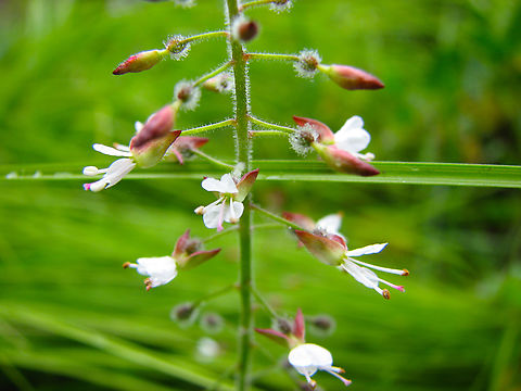 Enchanter's-Nightshade - Circaea lutetiana KUL, small botanical garden. Belgium,Circaea lutetiana,Enchanter's-Nightshade,Geotagged,Summer