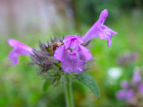 Wild basil - Clinopodium vulgare KUL, small botanical garden.  Belgium,Clinopodium vulgare,Geotagged,Summer,Wild basil