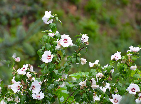 Common Hibiscus - Hibiscus syriacus Cultivated in garden. St Joris-Weert. Belgium,Common Hibiscus,Geotagged,Hibiscus syriacus,Summer