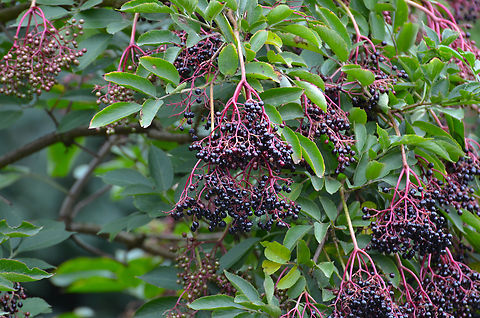 Sambucus nigra Cultivated in garden. St Joris-Weert.  Belgium,Geotagged,Sambucus nigra,Summer