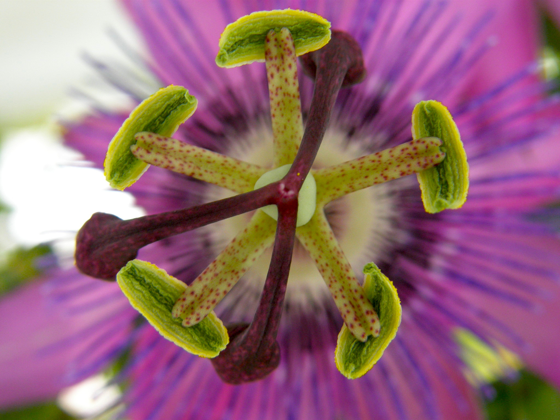 Blue Passion Flower - Passiflora caerulea My terrace :-)  Belgium,Blue Passion Flower,Geotagged,Passiflora caerulea,Summer