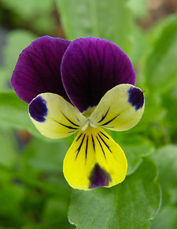 Heartsease - Viola tricolor My terrace :-)  Belgium,Geotagged,Heartsease,Summer,Viola tricolor