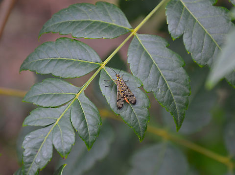 Common scorpionfly - Panorpa communis KUL, small botanical garden.  Belgium,Common scorpionfly,Geotagged,Panorpa communis,Summer