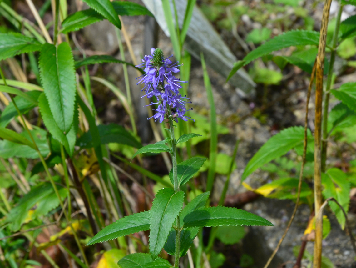 Spiked speedwell - Veronica spicata KUL, small botanical garden.  Belgium,Geotagged,Spiked speedwell,Summer,Veronica spicata