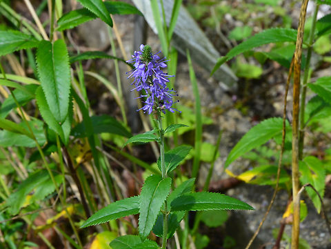 Spiked speedwell - Veronica spicata KUL, small botanical garden.  Belgium,Geotagged,Spiked speedwell,Summer,Veronica spicata