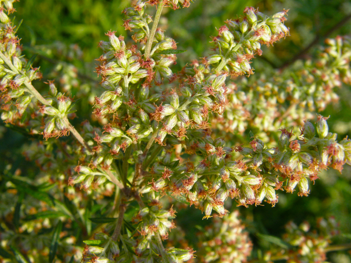 Common Mugwort - Artemisia vulgaris Doode Bemde. Artemisia vulgaris