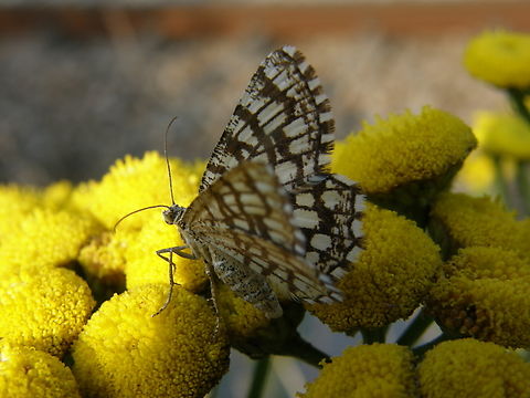 Latticed heath - Chiasmia clathrata Doode Bemde.  Belgium,Chiasmia clathrata,Geotagged,Latticed heath,Summer