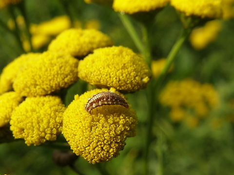 Common green lacewing -Chrysoperla carnea (larva) Doode Bemde.  Belgium,Chrysoperla carnea,Common green lacewing,Geotagged,Summer