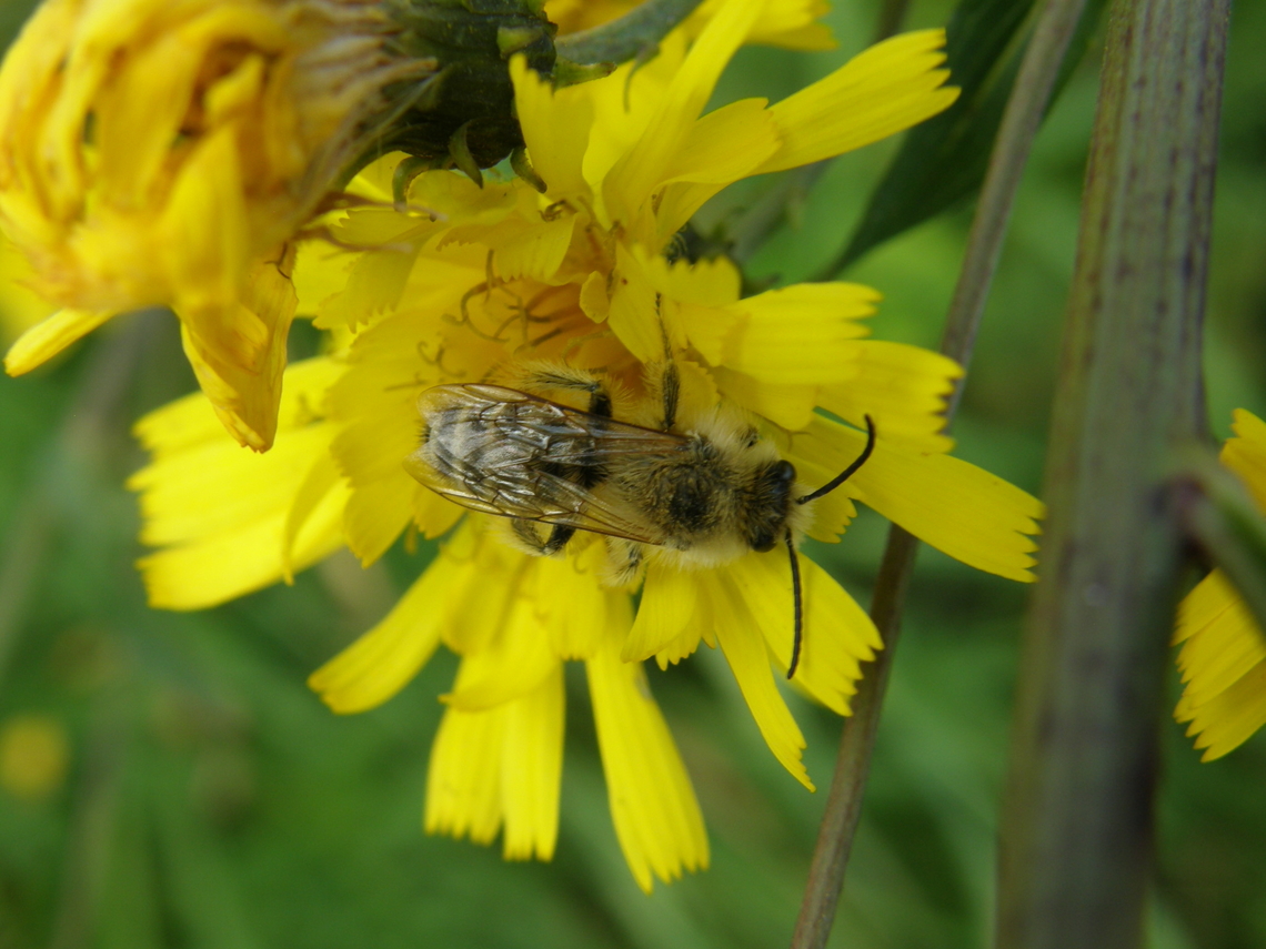 Pantaloon bee - Dasypoda hirtipes Doode Bemde. <br />
<a href="https://waarnemingen.be/species/8098/photos/" rel="nofollow">https://waarnemingen.be/species/8098/photos/</a>? Dasypoda hirtipes,Pantaloon bee
