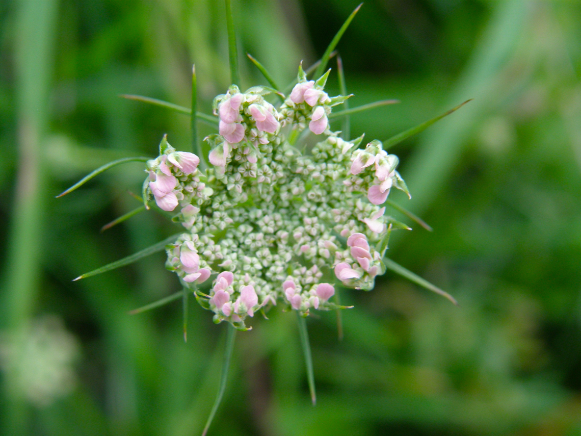 Wild carrot - Daucus carota Doode Bemde.  Belgium,Daucus carota,Geotagged,Summer,Wild carrot