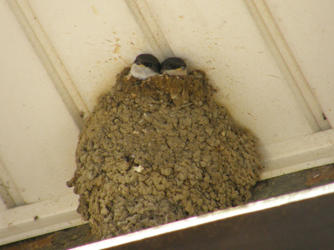 Common House Martin - Delichon urbicum (nestlings) A very common and welcome sight in my town every summer. House martins always return to nest in the roofs of the houses :-) Belgium,Common House Martin,Delichon urbicum,Geotagged,Summer