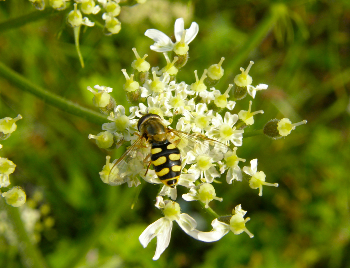 Migrant Hover Fly - Eupeodes corollae Doode Bemde.<br />
<a href="https://waarnemingen.be/species/7909/photos/" rel="nofollow">https://waarnemingen.be/species/7909/photos/</a>? Belgium,Eupeodes corollae,Geotagged,Migrant Hover Fly,Summer