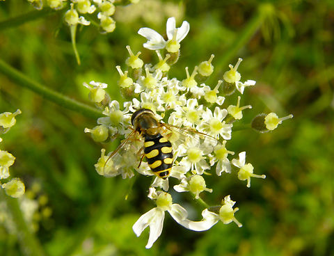 Migrant Hover Fly - Eupeodes corollae Doode Bemde.
https://waarnemingen.be/species/7909/photos/? Belgium,Eupeodes corollae,Geotagged,Migrant Hover Fly,Summer