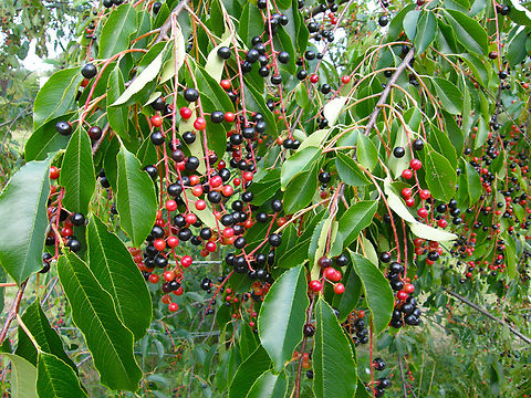 Black cherry - Prunus serotina Doode Bemde. Belgium,Black cherry,Geotagged,Prunus serotina,Summer