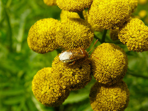 Stictopleurus abutilon Doode Bemde. Belgium,Geotagged,Stictopleurus abutilon,Summer