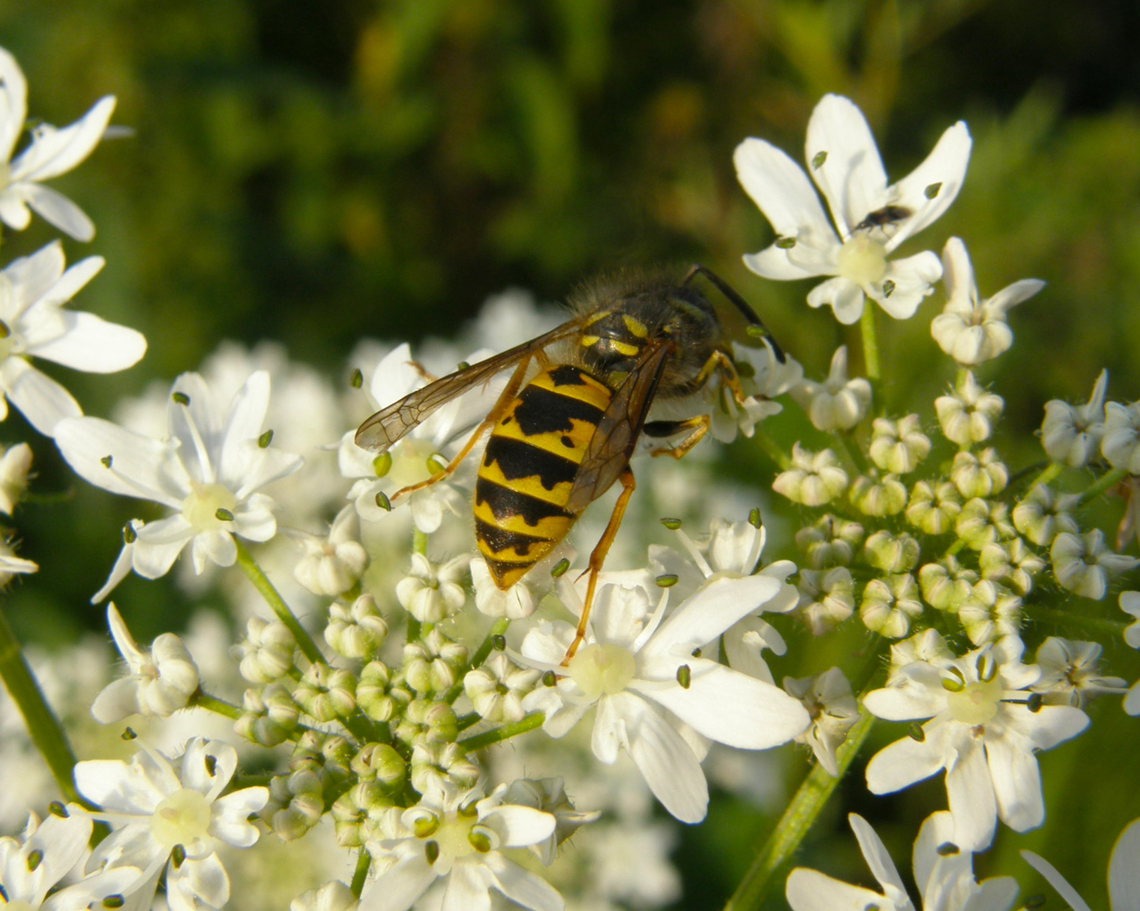 Common wasp - Vespula vulgaris Doode Bemde. Belgium,Common wasp,Geotagged,Summer,Vespula vulgaris