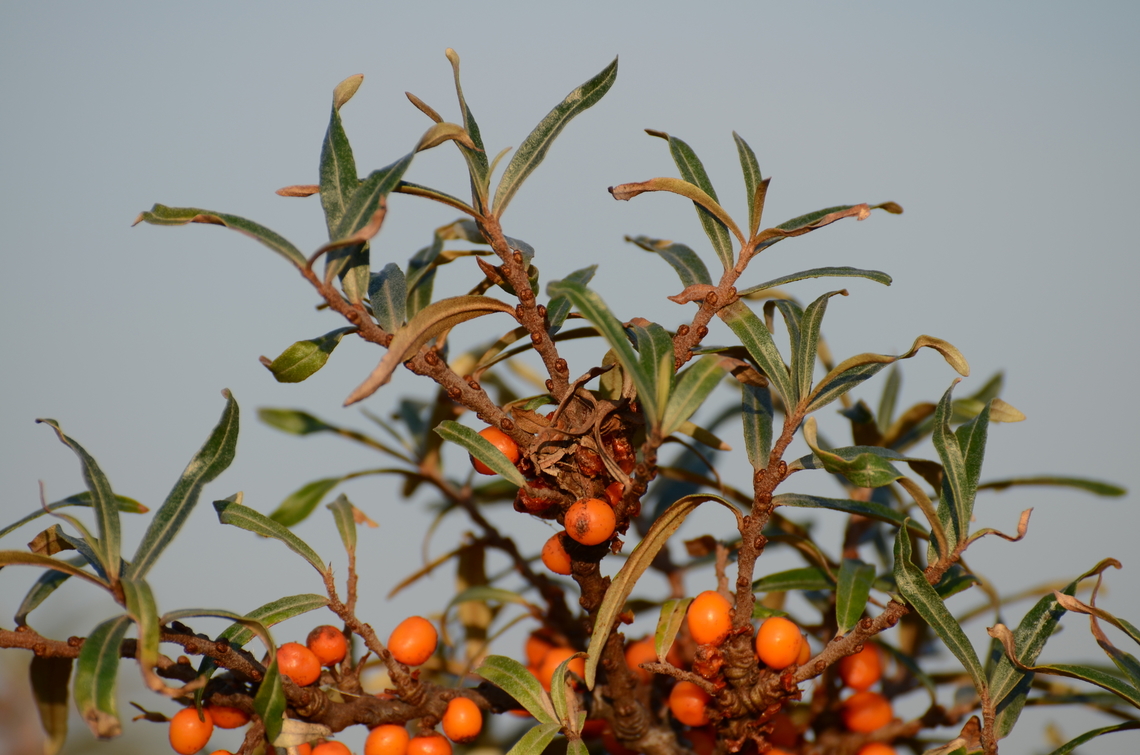 Common sea buckthorn - Hippophae rhamnoides Cadzand. Common sea buckthorn,Geotagged,Hippophae rhamnoides,Netherlands,Summer