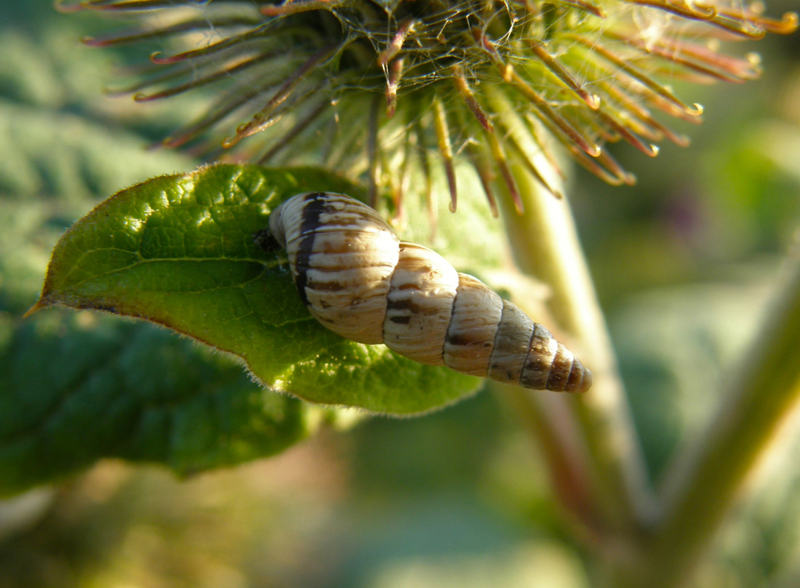 Pointed Snail - Cochlicella acuta Cadzand. Cochlicella acuta,Geotagged,Netherlands,Pointed Snail,Summer