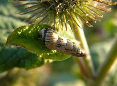 Pointed Snail - Cochlicella acuta Cadzand. Cochlicella acuta,Geotagged,Netherlands,Pointed Snail,Summer