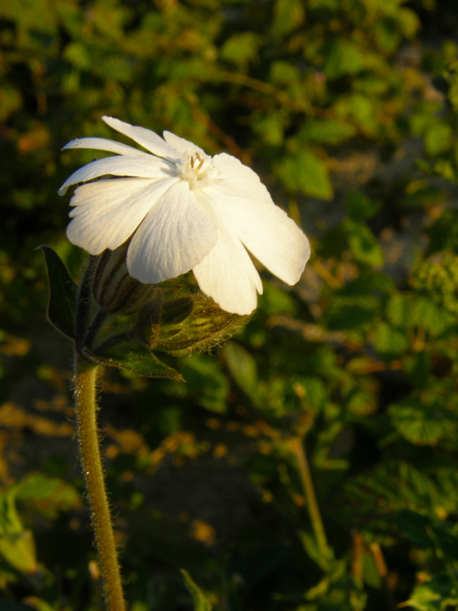 White Campion - Silene latifolia Cadzand. Geotagged,Netherlands,Silene latifolia,Summer,White Campion