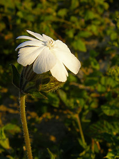 White Campion - Silene latifolia Cadzand. Geotagged,Netherlands,Silene latifolia,Summer,White Campion
