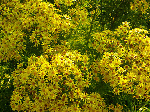 Tansy ragwort - Jacobaea vulgaris Cadzand.  Geotagged,Jacobaea vulgaris,Netherlands,Summer,Tansy ragwort