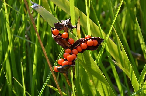 Stinking iris - Iris foetidissima KUL, small botanical garden.  Belgium,Fall,Geotagged,Iris foetidissima