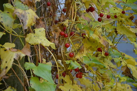Black bryony - Dioscorea communis KUL, small botanical garden.  Belgium,Black bryony,Dioscorea communis,Fall,Geotagged
