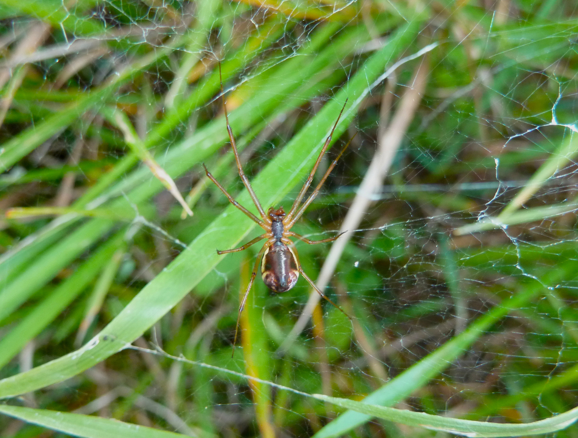 Common Sheetweb Spider - Linyphia triangularis KUL, small botanical garden.  Belgium,Common Sheetweb Spider,Fall,Geotagged,Linyphia triangularis