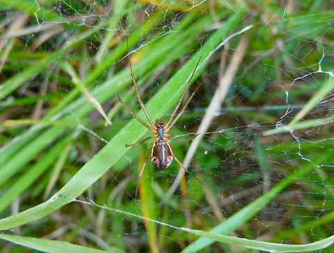 Common Sheetweb Spider - Linyphia triangularis KUL, small botanical garden.  Belgium,Common Sheetweb Spider,Fall,Geotagged,Linyphia triangularis