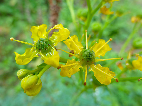 Common rue - Ruta graveolens KUL, small botanical garden.  Belgium,Common rue,Fall,Geotagged,Ruta graveolens