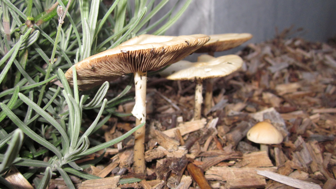 Agrocybe rivulosa Heverlee, Belgium. Agrocybe rivulosa,Belgium,Geotagged,Summer