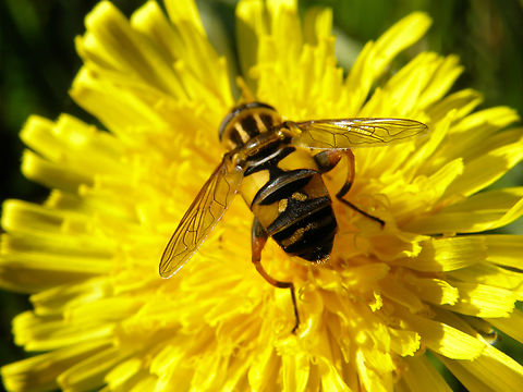 Sun Fly - Helophilus pendulus Zoete Waters, Belgium. Belgium,Fall,Geotagged,Helophilus pendulus,Sun Fly