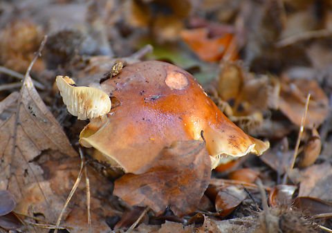 Oak-loving Gymnopus - Gymnopus dryophilus Meerdaalbos, Belgium. Belgium,Fall,Geotagged,Gymnopus dryophilus,Oak-loving Gymnopus