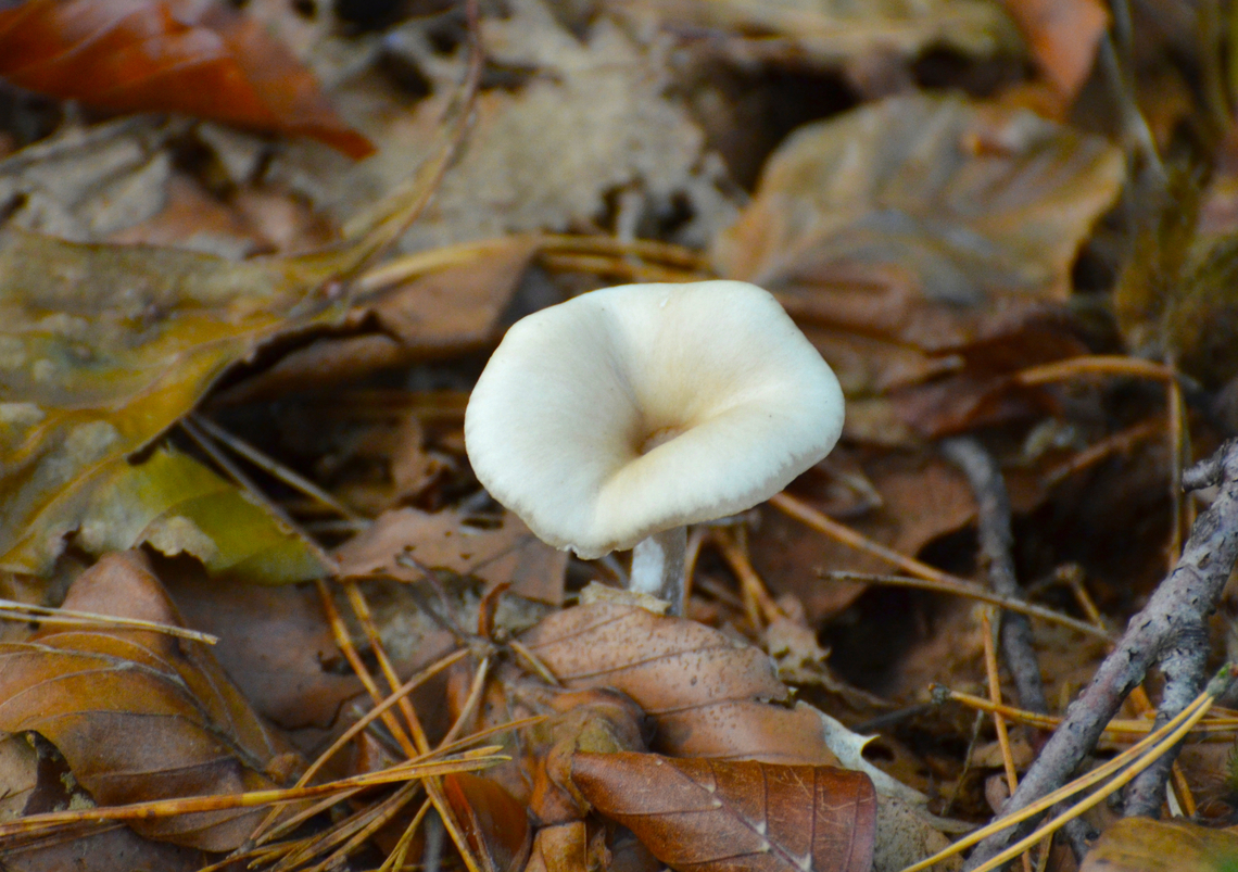 Twotone Funnel - Clytocibe metachroa Meerdaalbos, Belgium.<br />
<a href="https://waarnemingen.be/species/15601/" rel="nofollow">https://waarnemingen.be/species/15601/</a> Belgium,Clytocibe metachroa,Fall,Geotagged,Twotone Funnel