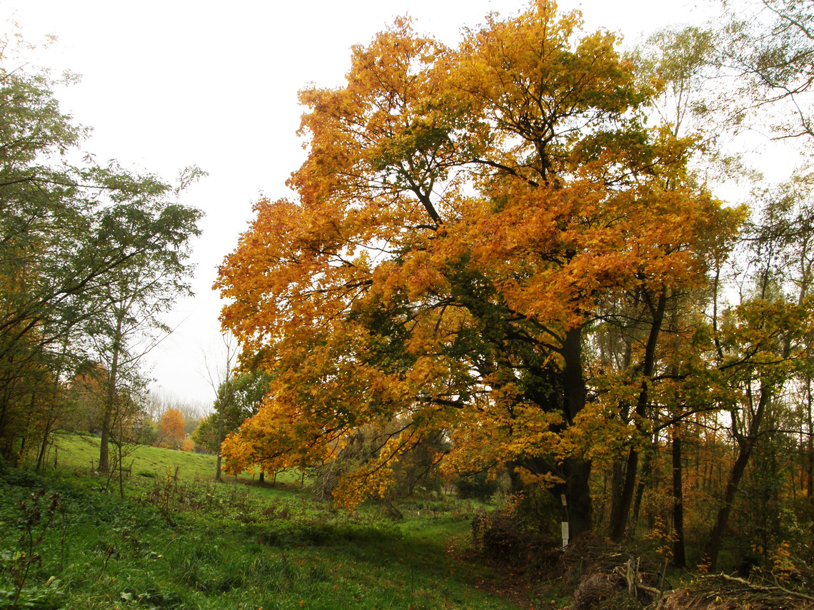 Norway Maple - Acer platanoides Doode Bemde, Belgium.      Acer platanoides,Belgium,Fall,Geotagged,Norway Maple