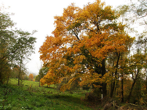 Norway Maple - Acer platanoides Doode Bemde, Belgium.      Acer platanoides,Belgium,Fall,Geotagged,Norway Maple