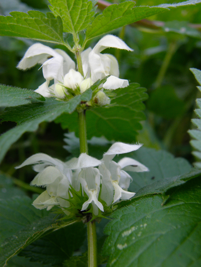 White Deadnettle - Lamium album Doode Bemde, Belgium. Belgium,Fall,Geotagged,Lamium album,White Deadnettle