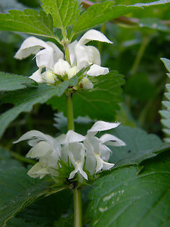 White Deadnettle - Lamium album Doode Bemde, Belgium. Belgium,Fall,Geotagged,Lamium album,White Deadnettle