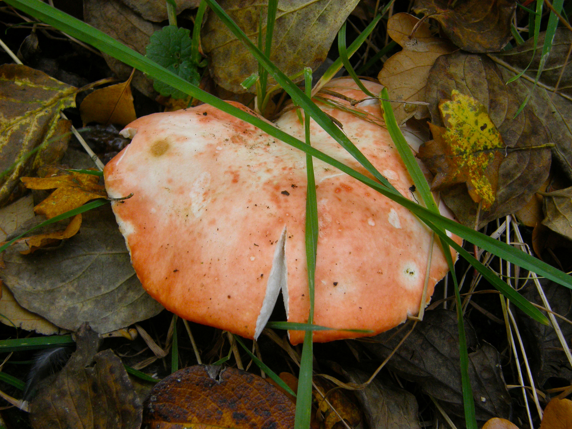 Russula nobilis/mairei Meerdaalbos, Belgium. Belgium,Fall,Geotagged,Russula nobilis