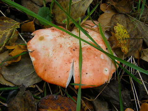 Russula nobilis/mairei Meerdaalbos, Belgium. Belgium,Fall,Geotagged,Russula nobilis