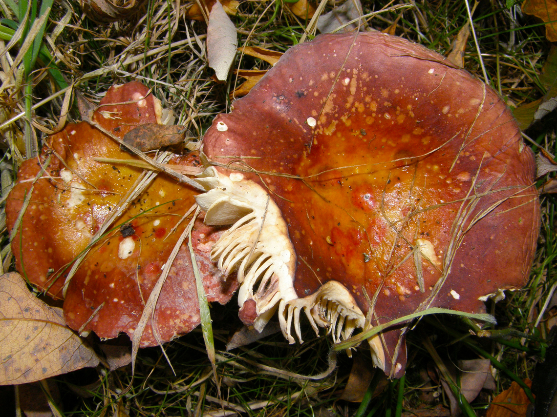 Russula velenovskyi Meerdaalbos, Belgium.<br />
I will enter sp later.<br />
<a href="https://waarnemingen.be/species/15518/" rel="nofollow">https://waarnemingen.be/species/15518/</a> Belgium,Fall,Geotagged,Russula de Velenovský,Russula velenovskyi