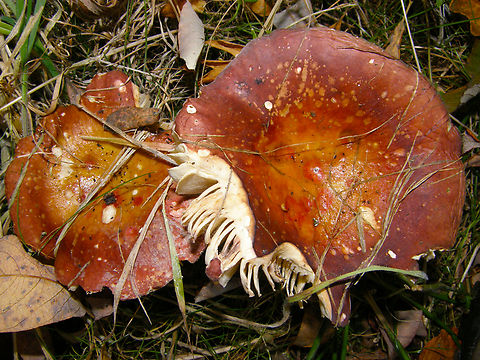 Russula velenovskyi Meerdaalbos, Belgium.
I will enter sp later.
https://waarnemingen.be/species/15518/ Belgium,Fall,Geotagged,Russula de Velenovsk&yacute;,Russula velenovskyi