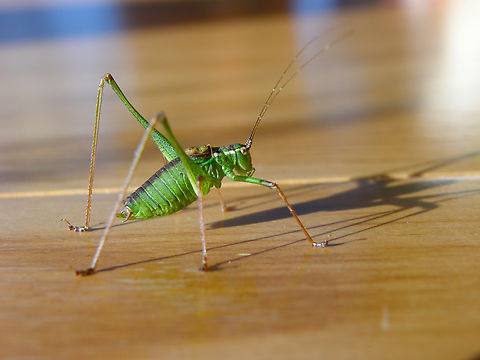 Speckled bush-cricket - Lectophyes punctatissima A fall visitor in my house. Belgium,Fall,Geotagged,Leptophyes punctatissima,Speckled bush-cricket