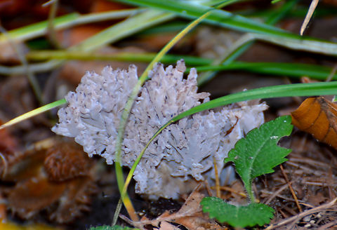 Clavulina cinerea Meerdaalbos, Belgium. Belgium,Clavulina cinerea,Fall,Geotagged