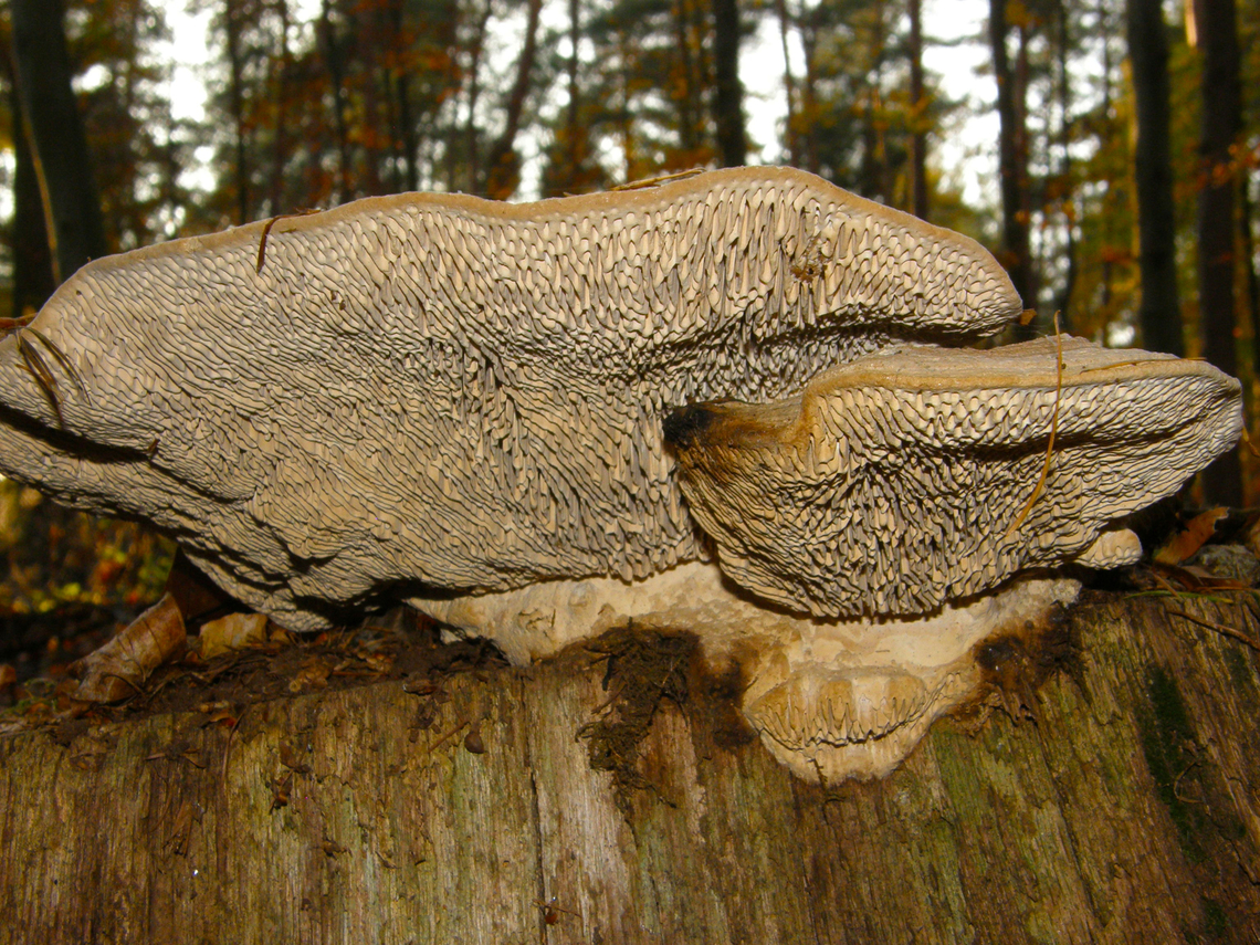 Oak mazegill - Daedalea quercina Meerdaalbos, Belgium. Belgium,Daedalea quercina,Fall,Geotagged,Oak mazegill